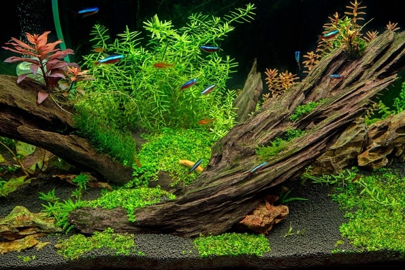 Why One Should Add Wood Décor in Aquarium